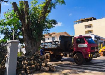 Poda e corte de árvores são intensificados para atender demanda e a legislação ambiental