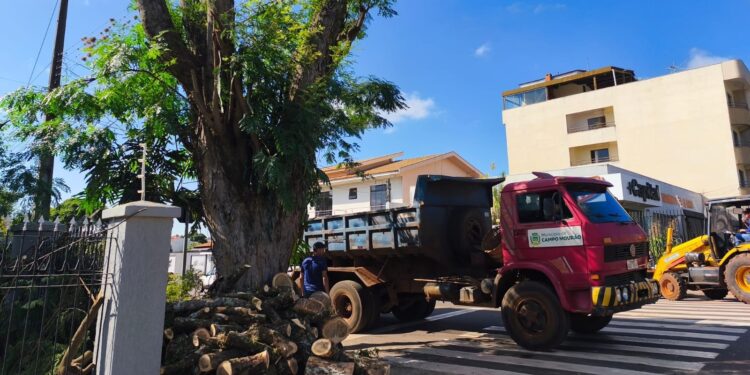 Poda e corte de árvores são intensificados para atender demanda e a legislação ambiental