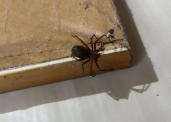 Prevenção: Saúde alerta para cuidados com aranhas no verão