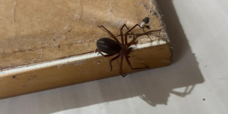 Prevenção: Saúde alerta para cuidados com aranhas no verão