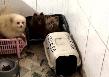 Operação resgata 50 cães da raça spitz alemão em situação de maus-tratos em Piraquara