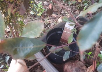 Saúde alerta: Cuidados com a dengue não podem tirar férias