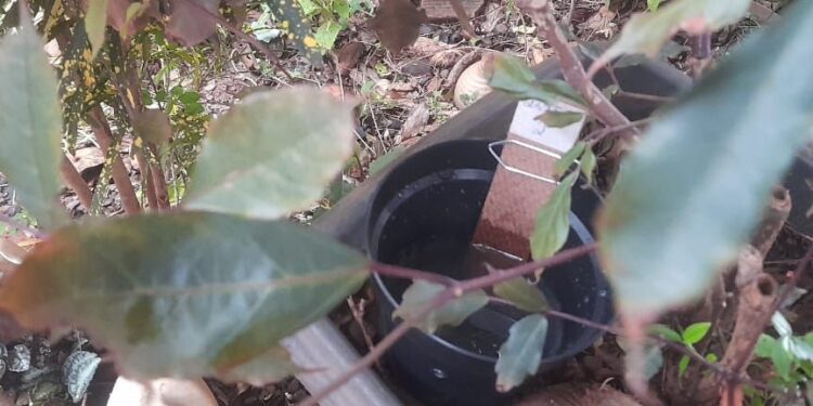 Saúde alerta: Cuidados com a dengue não podem tirar férias