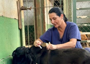 Vacinação regular garante saúde dos animais do Centro Transitório