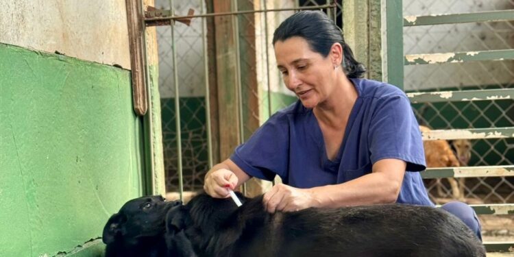 Vacinação regular garante saúde dos animais do Centro Transitório