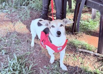 Campo Mourão terá inscrições para o programa Castrapet