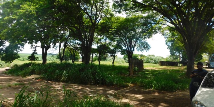 Prefeitura emitiu mais de 1.500 notificações por negligência com limpeza de terrenos em 2025