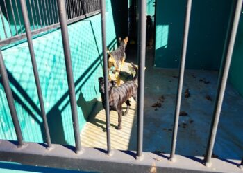 SEMA emitiu multa de R$ 22,4 mil por maus tratos a animais