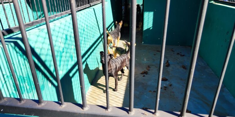 SEMA emitiu multa de R$ 22,4 mil por maus tratos a animais