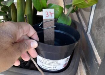 Saúde alerta: dengue está com alto índice em Campo Mourão