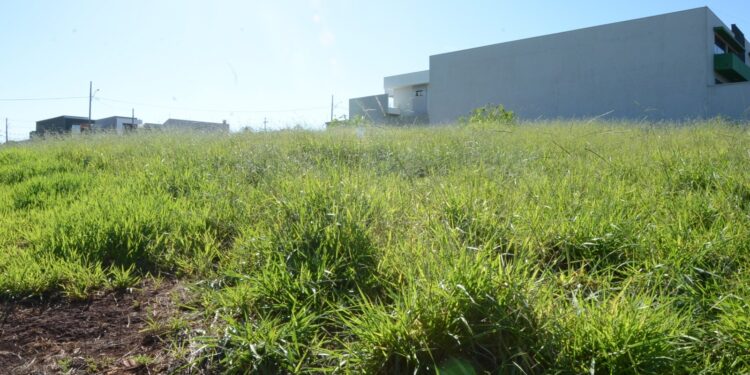 Prefeitura reforça canais da Ouvidoria para denúncias de terrenos sem limpeza