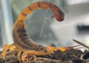 Estado mantém orientações e alerta para prevenção de acidentes com escorpiões