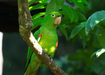 IAT reforça cuidados para a criação de animais silvestres de forma legal