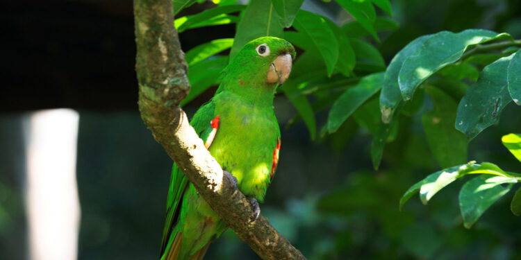 IAT reforça cuidados para a criação de animais silvestres de forma legal