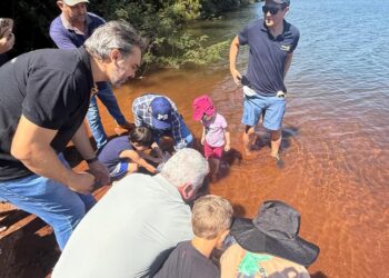 Ação ambiental repovoa Lago da Usina com 15,5 mil peixes em Campo Mourão