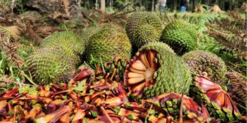 Fim da espera: temporada do pinhão começa nesta quarta-feira em todo o Paraná