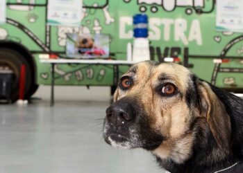 Programa Castra Mais Paraná abre inscrições para castração gratuita de cães e gatos em Campo Mourão