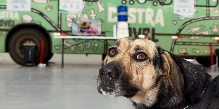 Programa Castra Mais Paraná abre inscrições para castração gratuita de cães e gatos em Campo Mourão