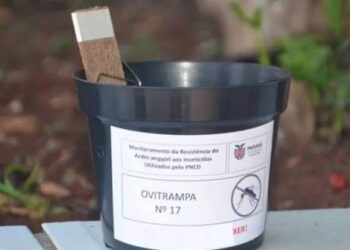 Armadilhas mostram eficácia contra mosquito da dengue