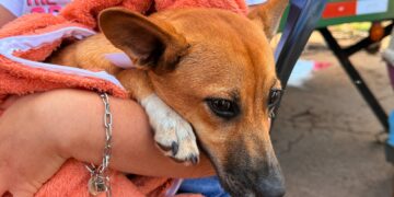 Últimos dias para inscrição no programa Castra + Paraná 2 em Campo Mourão