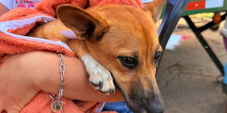 Últimos dias para inscrição no programa Castra + Paraná 2 em Campo Mourão