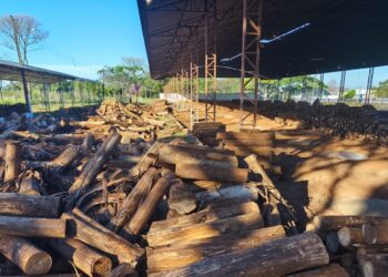 Cozimento do Carneiro no Buraco vai consumir 140 toneladas de lenha