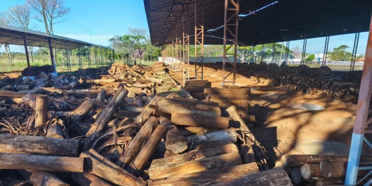 Cozimento do Carneiro no Buraco vai consumir 140 toneladas de lenha