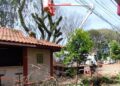 Prefeitura remove duas árvores com risco de queda no calçadão central