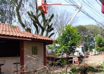 Prefeitura remove duas árvores com risco de queda no calçadão central