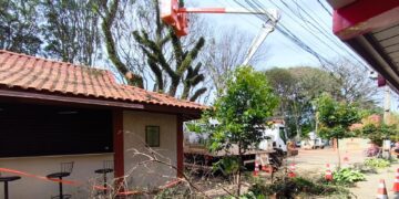 Prefeitura remove duas árvores com risco de queda no calçadão central