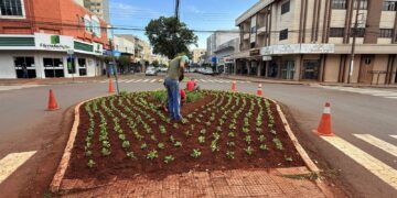 Horto Municipal fortalece paisagismo urbano com produção própria de flores e práticas sustentáveis