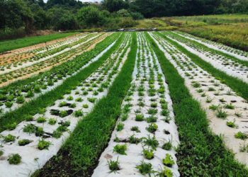 Microcrédito rural oferece condições até sem juros para agricultores familiares