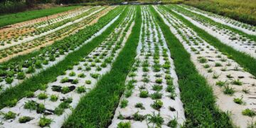 Microcrédito rural oferece condições até sem juros para agricultores familiares