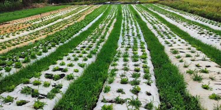 Microcrédito rural oferece condições até sem juros para agricultores familiares