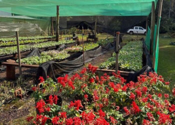 Viveiro Municipal mantém mais de 50 mil mudas e contribui para deixar Campo Mourão mais verde