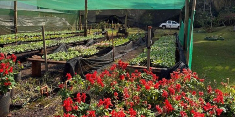 Viveiro Municipal mantém mais de 50 mil mudas e contribui para deixar Campo Mourão mais verde